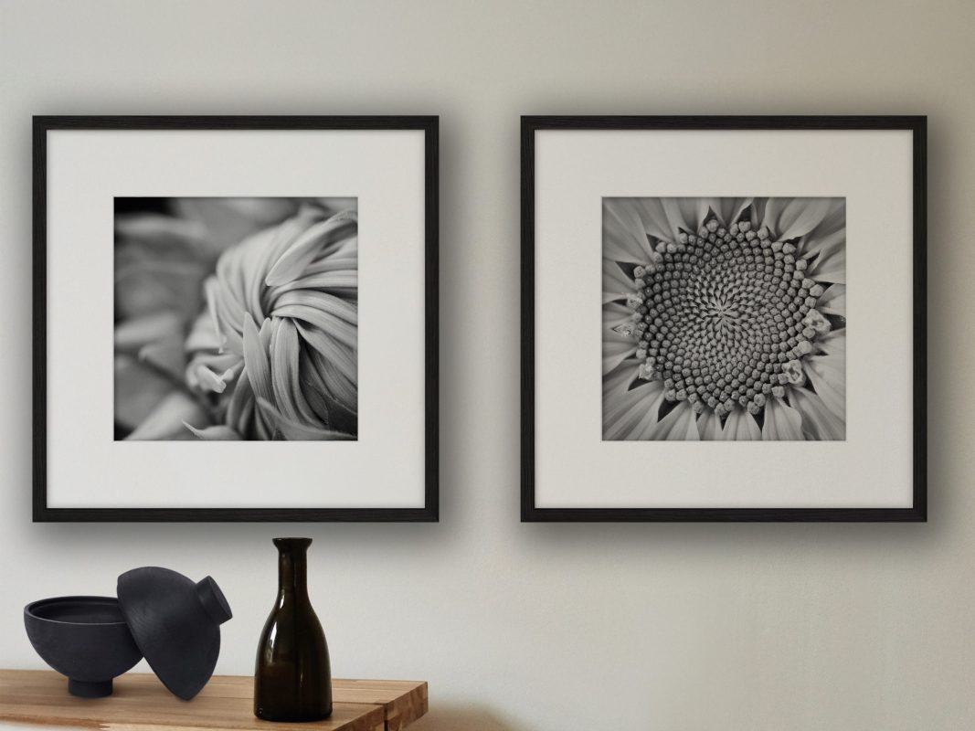 Set von Bildern mit Sonneblumen in schwarz-weiß