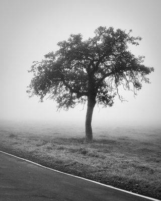schwarz-weiß Fotografie eines Baumes, der an einer Straße auf einer Wiese steht. Im Hintergrund ist Nebel erkennbar.