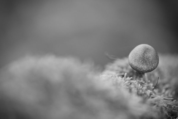 schwarz-weiß Fotografie eines einzelnen Pilzes, der auf Moos steht.